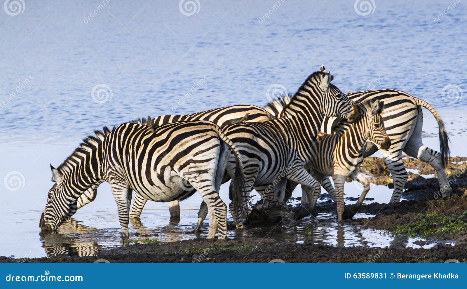 burchellÃ¢â¬â¢s zebra in the riverbank in kruger national park